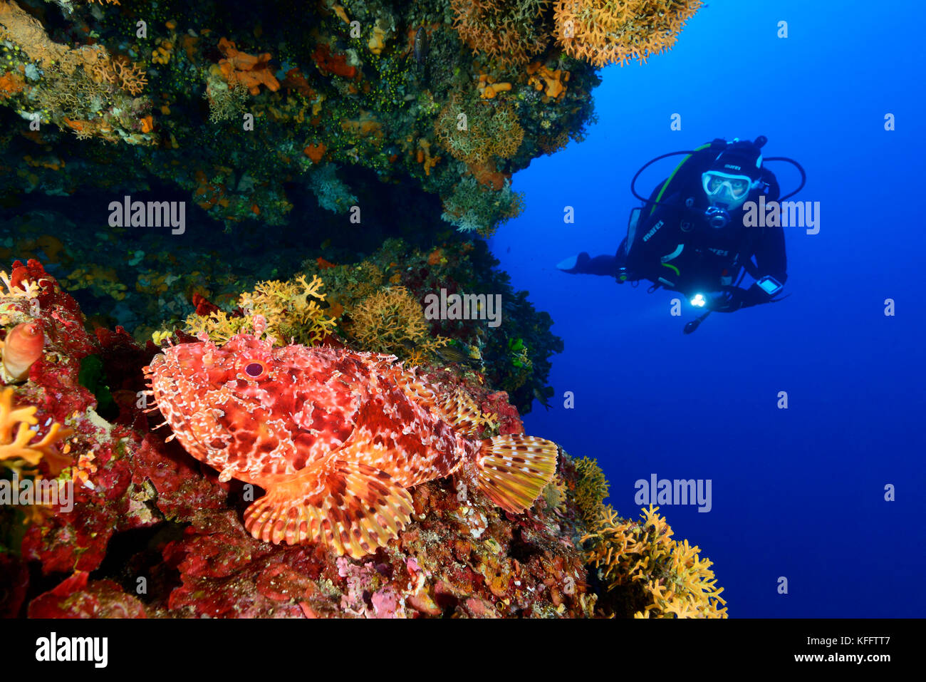 Red scorfani, scorpaena scrofa in coralreef e scuba diver, Lastovo, mare adriatico, mare mediterraneo, DALMAZIA, CROAZIA Foto Stock