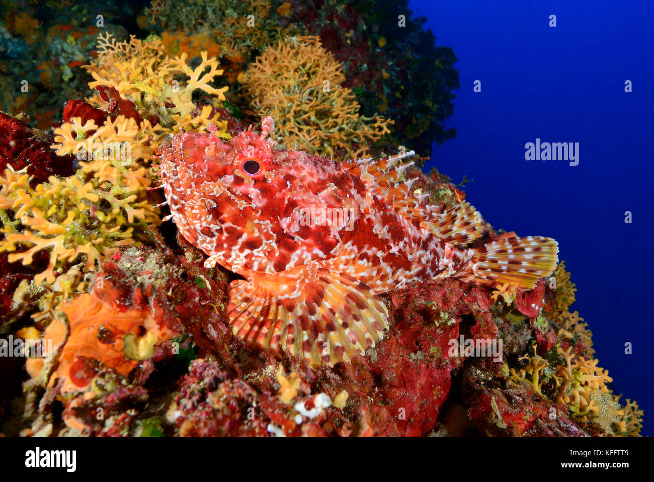 Scorpione rosso, scorpaena scrofa a CoralReef, Lastovo, Mar Adriatico, Mar Mediterraneo, Dalmazia, Croazia Foto Stock