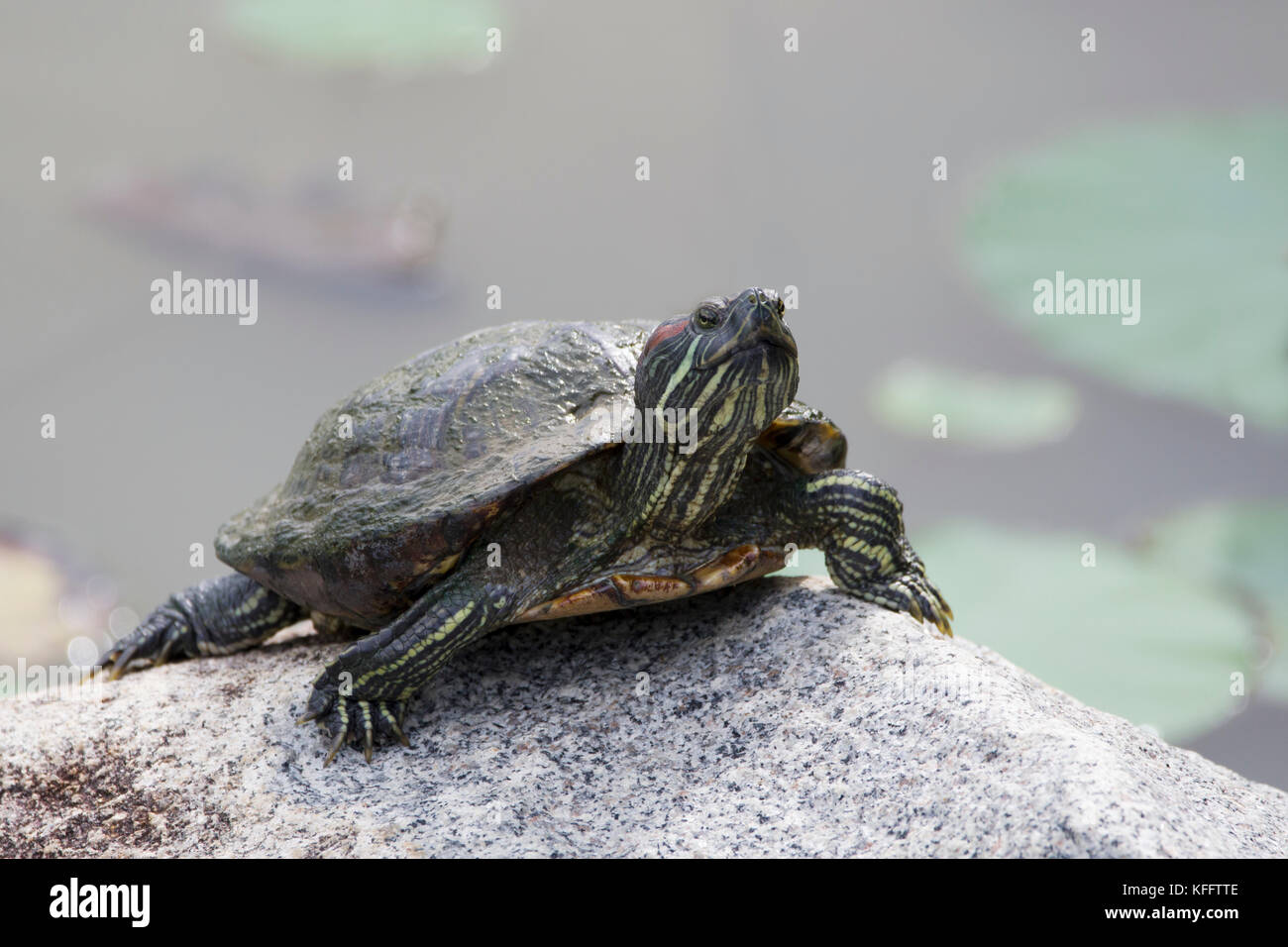 Rosso Colli-Terrapin Trachemys scripta Singapore RE000285 Foto Stock