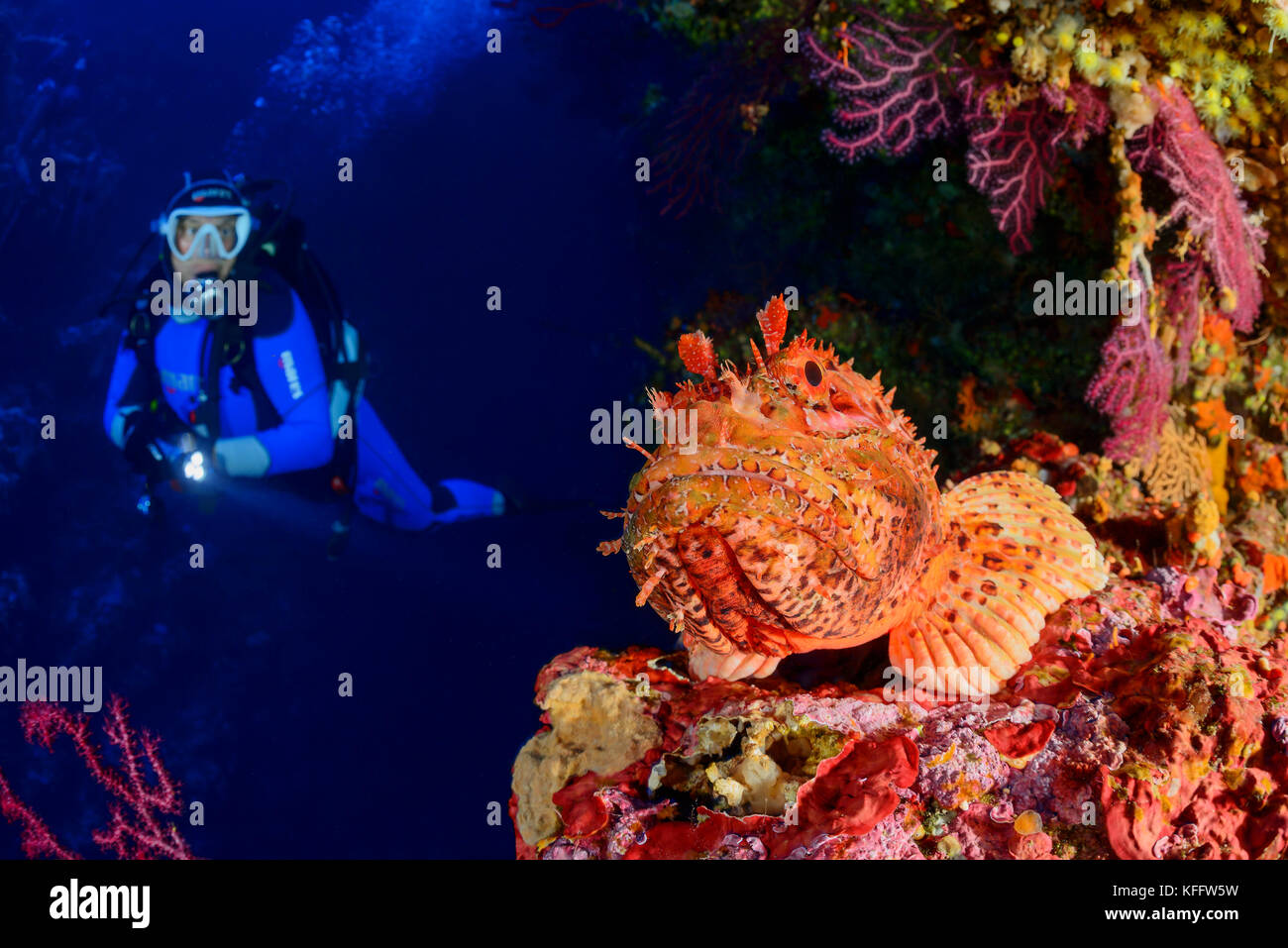 Red scorfani, scorpaena scrofa in coralreef e scuba diver, Lastovo, mare adriatico, mare mediterraneo, DALMAZIA, CROAZIA Foto Stock