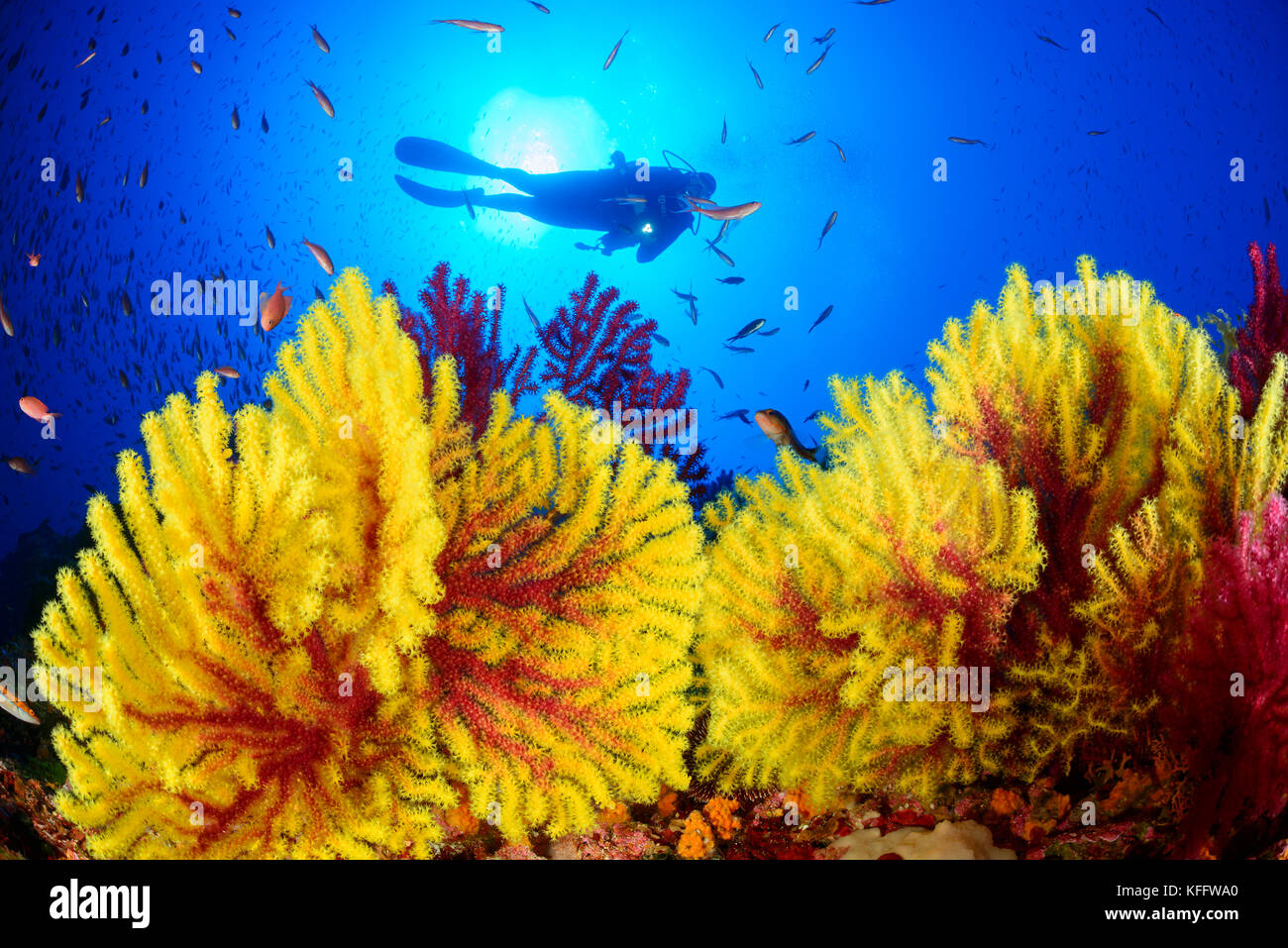 Mare violescent frusta, paramuricea clavata, Coral reef e scuba diver, mare adriatico, isola di susac, il parco naturale di Lastovo, DALMAZIA, CROAZIA Foto Stock