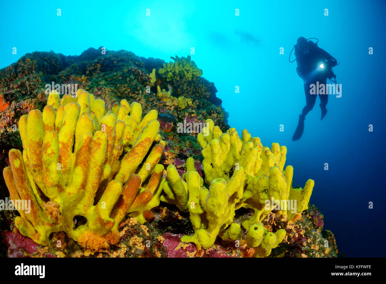 Tubo giallo spugna, Aplysina aerophoba, Coral reef e scuba diver, mare adriatico, mare mediterraneo, Istria, Croazia Foto Stock