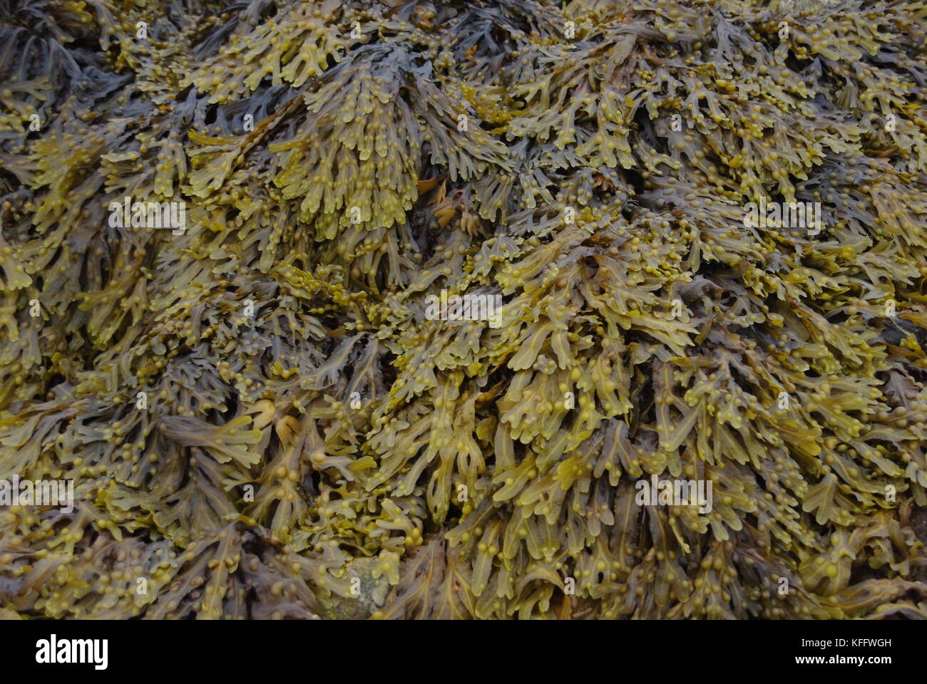 La vescica Wrack alghe marine Foto Stock