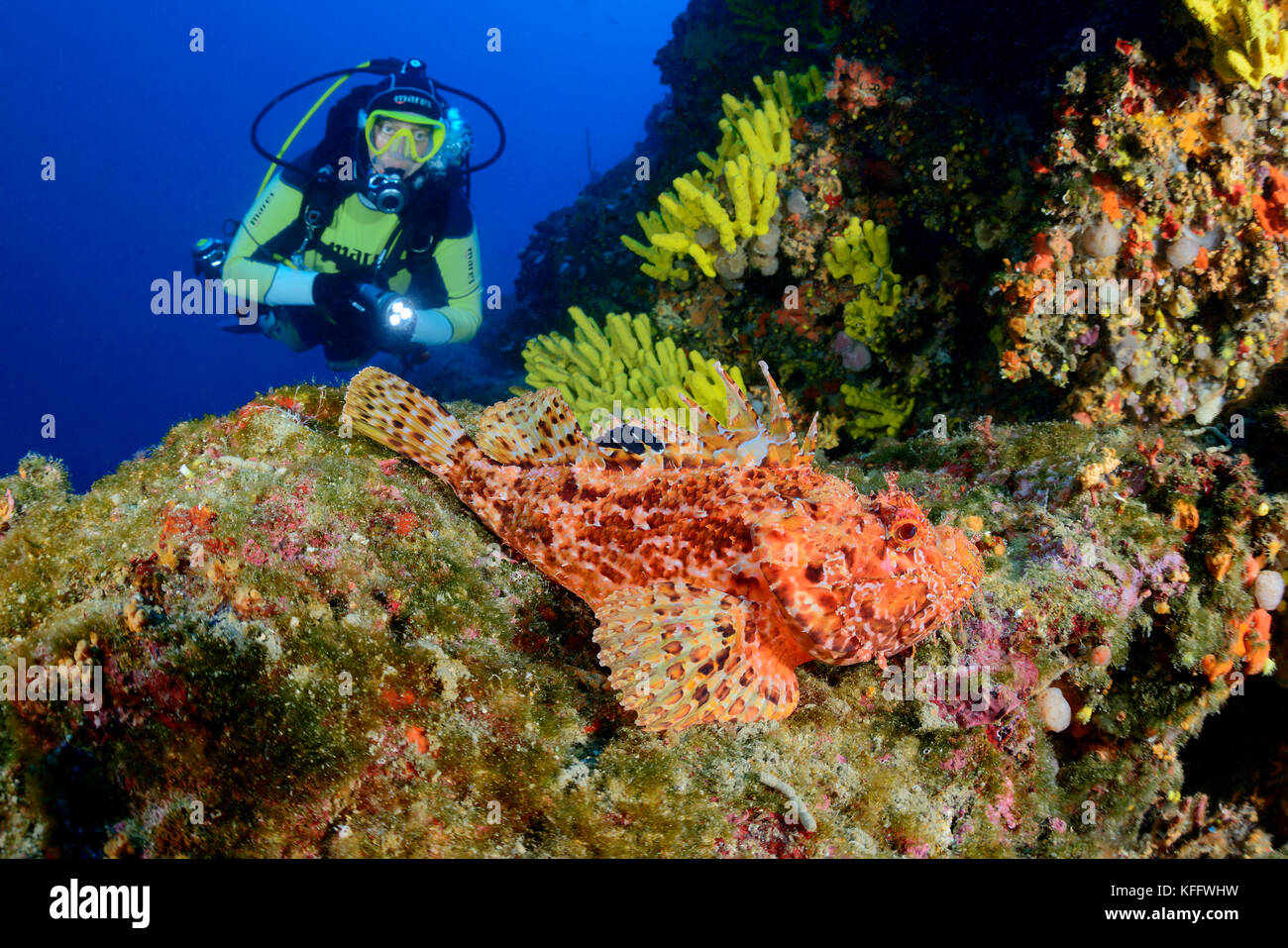 Red scorfani, scorpaena scrofa, Coral reef e scuba diver, mare adriatico, mare mediterraneo, DALMAZIA, CROAZIA Foto Stock