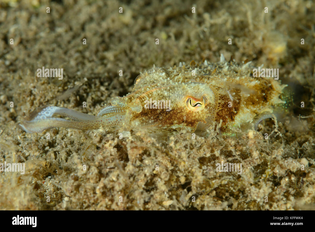Calamari comuni di coda di cavallo, Sepietta oweniana, calamari con tentacoli che sparano alle prede, Mare Adriatico, Mar Mediterraneo, Kornati, Croazia Foto Stock