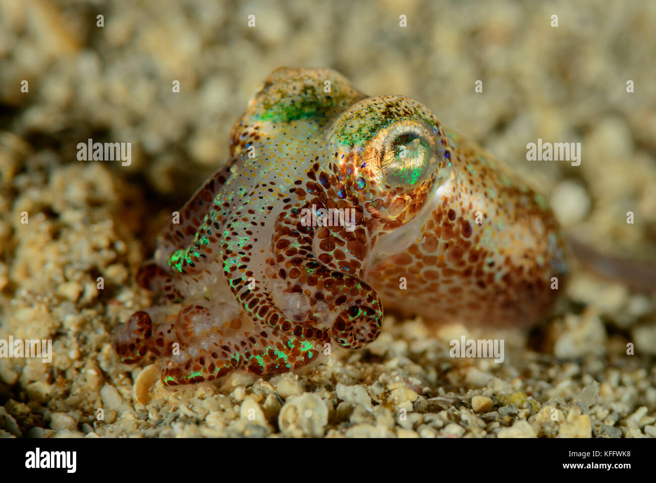 Bobtail comune calamari, sepietta oweniana, mare adriatico, mare mediterraneo, Dalmazia, Kornati, Croazia Foto Stock