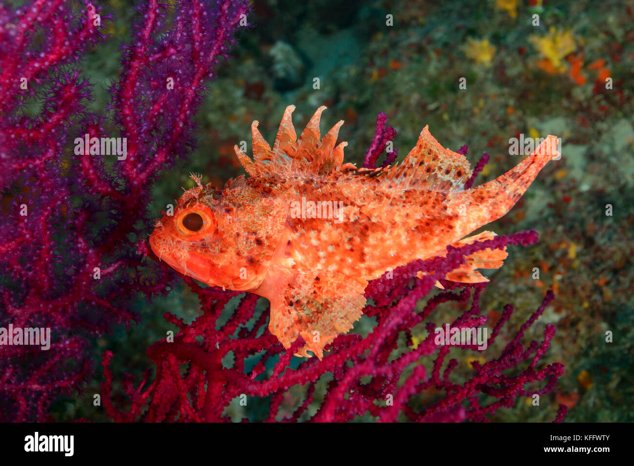 Red scorfani, scorpaena scrofa in coralreef, mare adriatico, mare mediterraneo, le isole di Kornati, DALMAZIA, CROAZIA Foto Stock