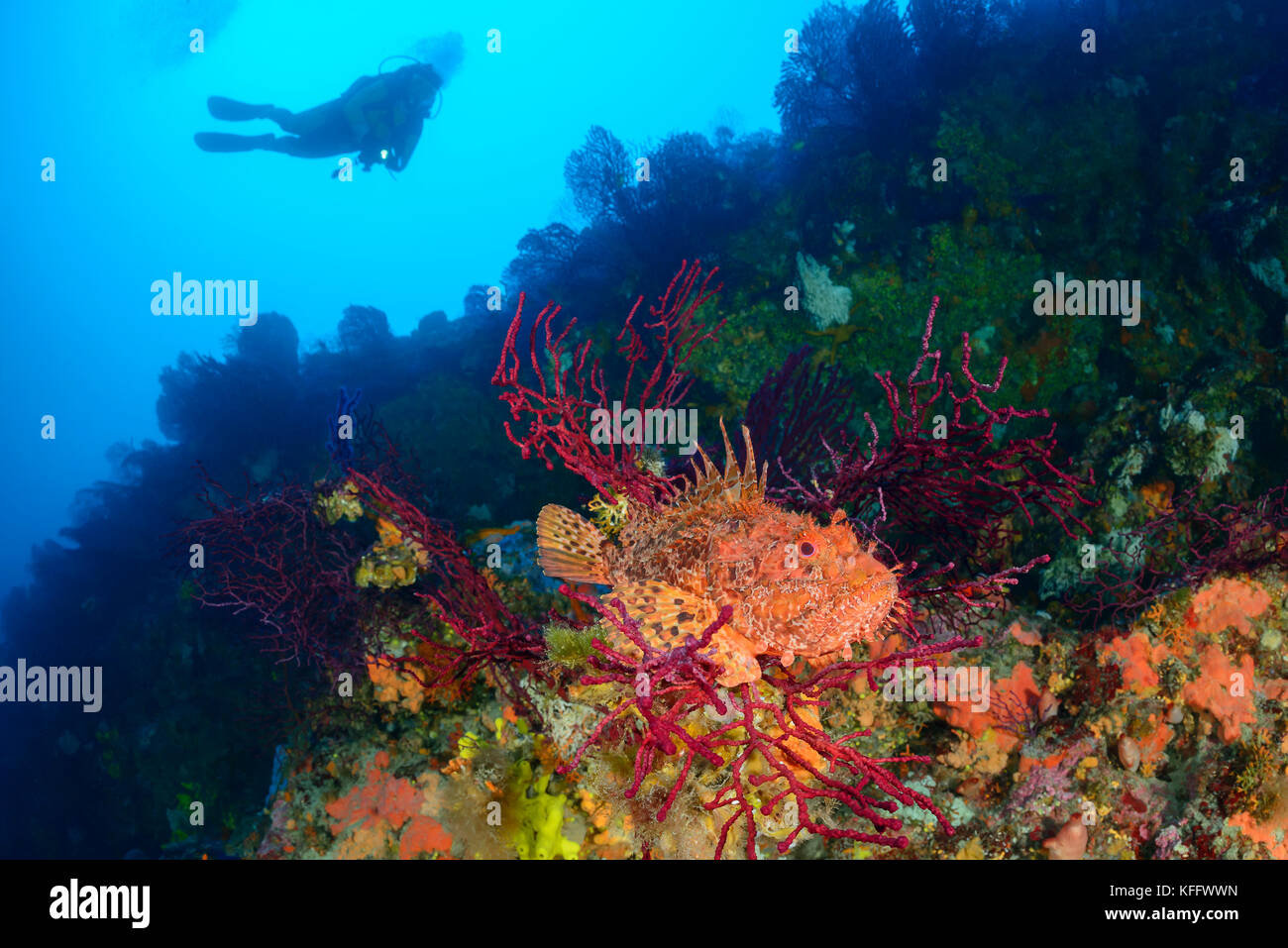Red scorfani, scorpaena scrofa in coralreef e scuba diver, mare adriatico, mare mediterraneo, le isole di Kornati, DALMAZIA, CROAZIA Foto Stock