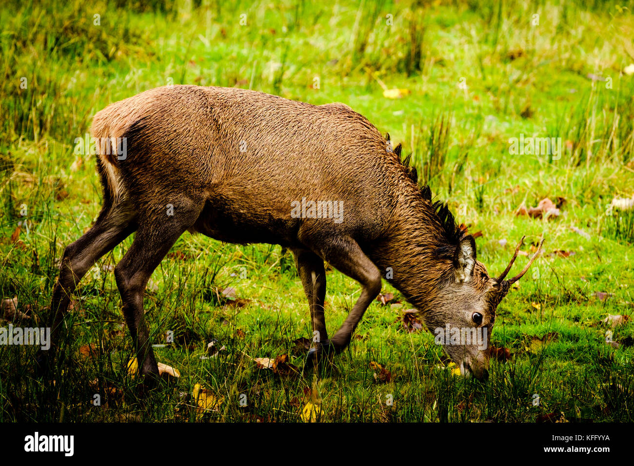 Red Deer in Glen etive Highlands della Scozia nel tardo autunno. Foto Stock