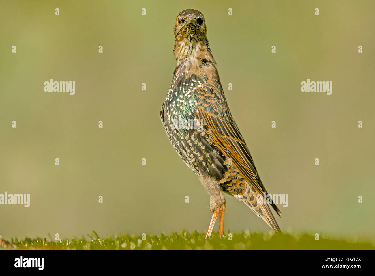 Eurasian picchio muratore Foto Stock