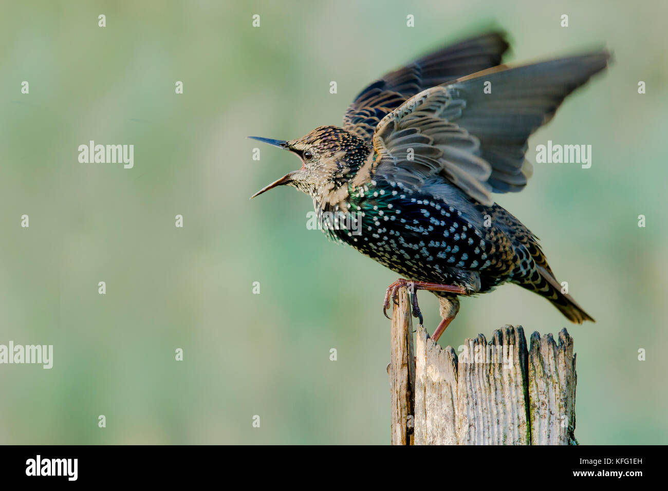 Eurasian picchio muratore Foto Stock