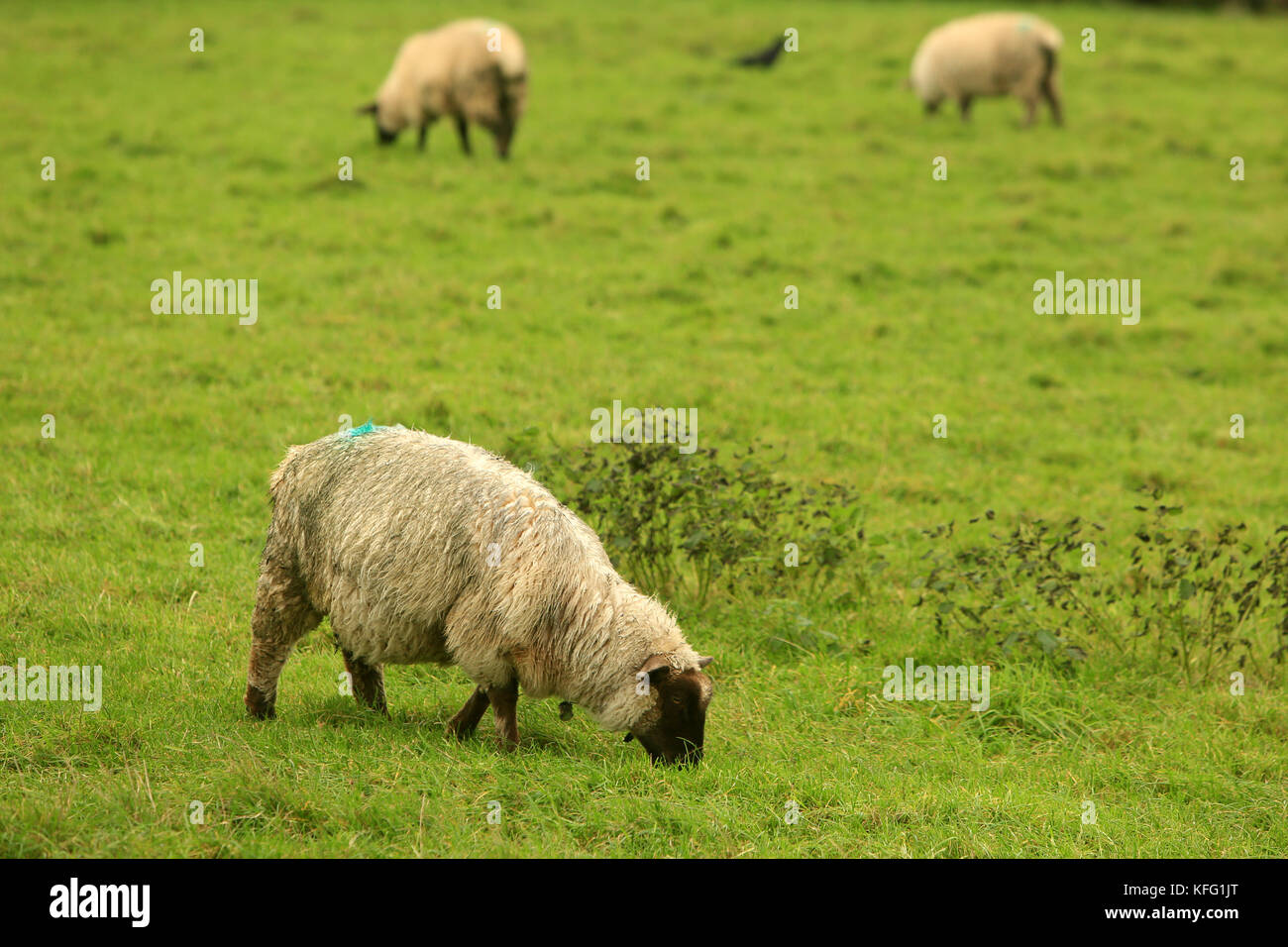 Le pecore (Ovis aries) è un quadrupedal, mammifero ruminanti tipicamente mantenuta come bestiame. Come tutti i ruminanti, le pecore sono membri dell ordine Artiodactyla, anche-toed ungulati. Sebbene il nome 'sheep " si applica a molte specie in genere ovis, nell'utilizzo di tutti i giorni è quasi sempre si riferisce a Ovis aries. la numerazione di un po' di più di un miliardo, ovini domestici sono anche le più numerose specie di pecore. un adulto femmina della specie ovina è indicata come una pecora (/juː/), un maschio intatto come una RAM o occasionalmente un tup, un maschio castrato come un montone castrato, e un giovane di pecore come un agnello. le pecore sono più probabilmente deriva da t Foto Stock