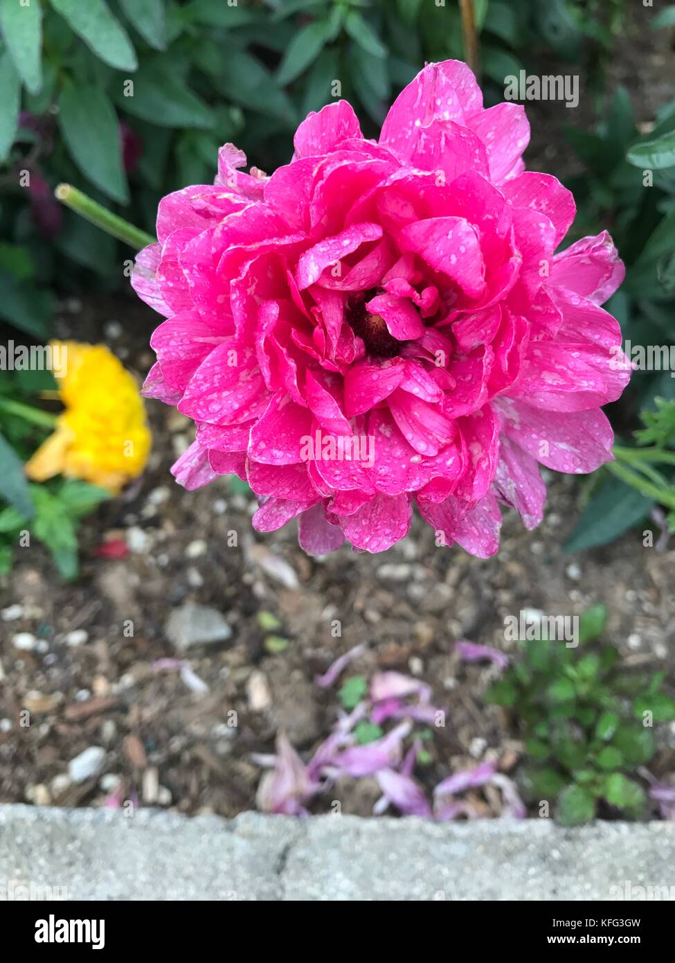 Fiore rosa ricoperto di gocce di pioggia. Foto Stock