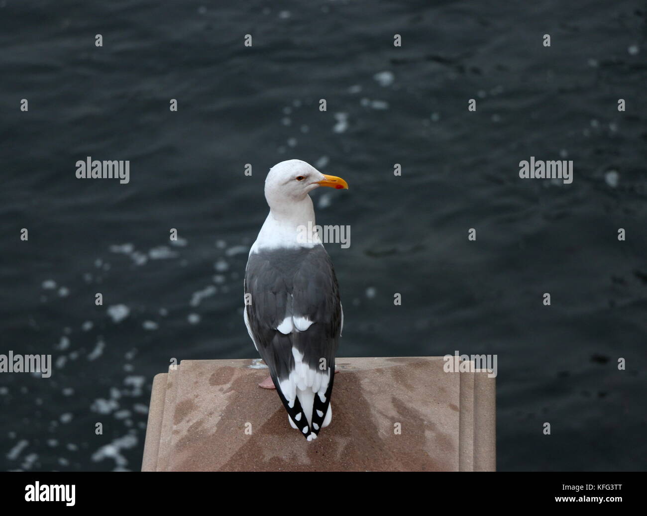 Bianco e nero seagull su un molo. Foto Stock