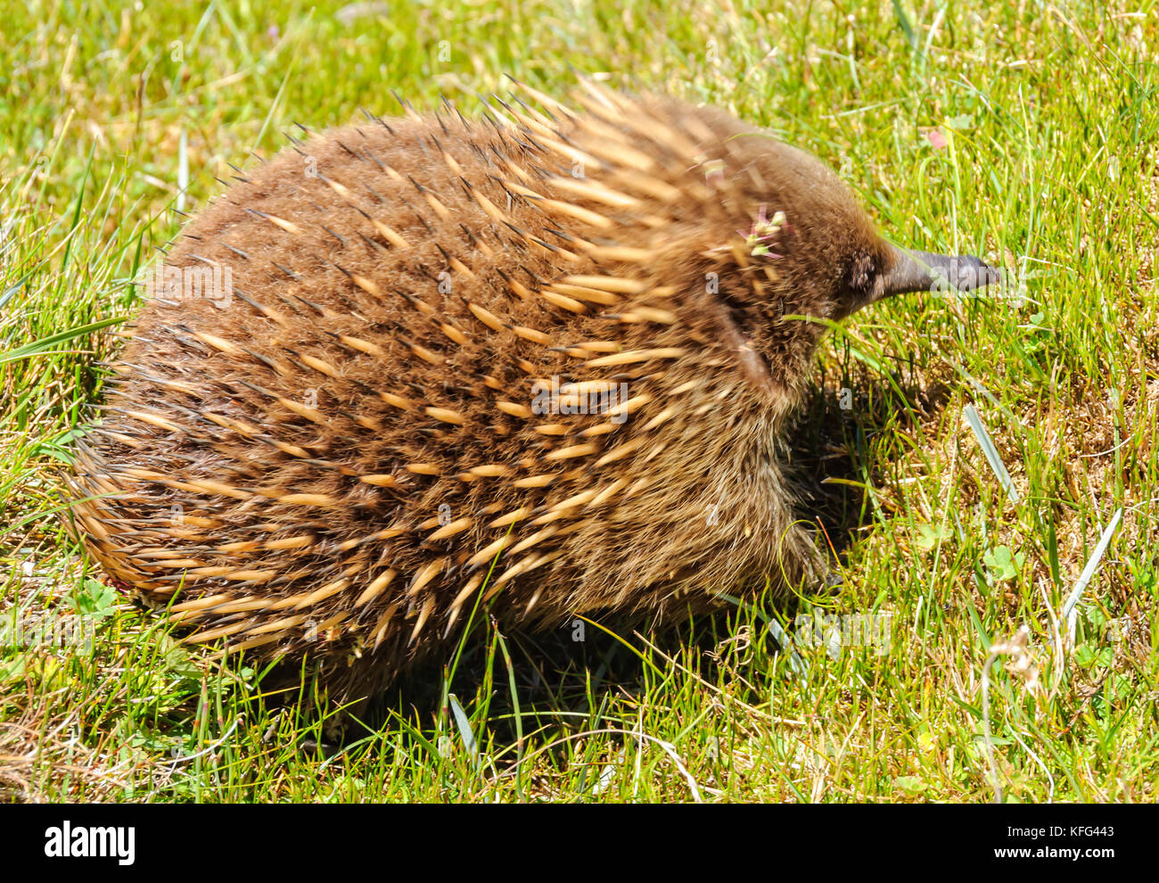 A breve becco echidna vicino alle cabine di waldheim nel cradle mountain-lake st clair national park - Tasmania, Australia Foto Stock