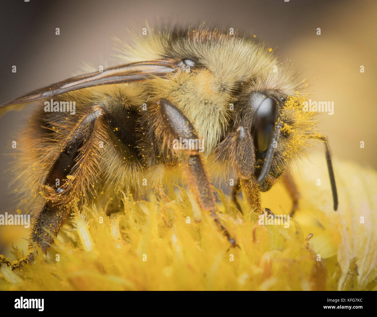 Bombus mixtus, la fuzzy-cornuto bumblebee Foto Stock