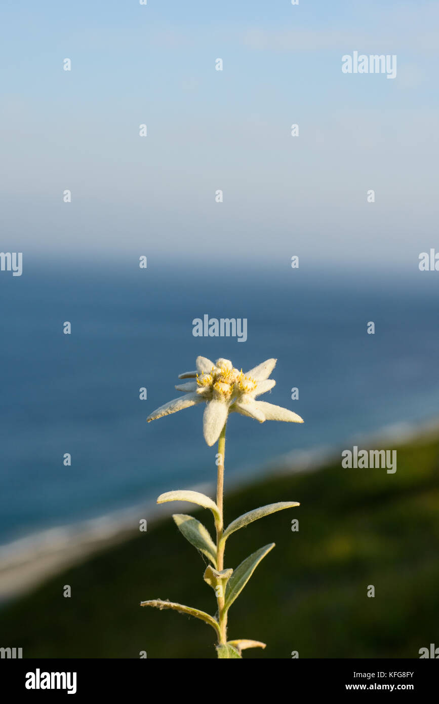 Bellissima edelweiss blooming in serata estiva montagne Foto Stock