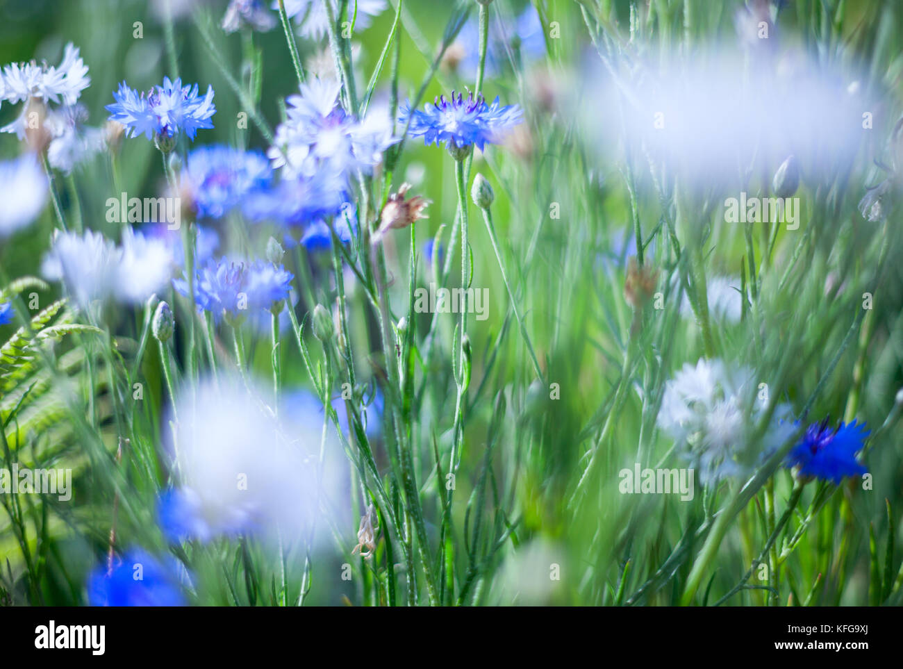 Piccoli fiori bianchi su una tonica sul dolce morbido blu e sfondo rosa all'aperto close-up macro . Foto Stock