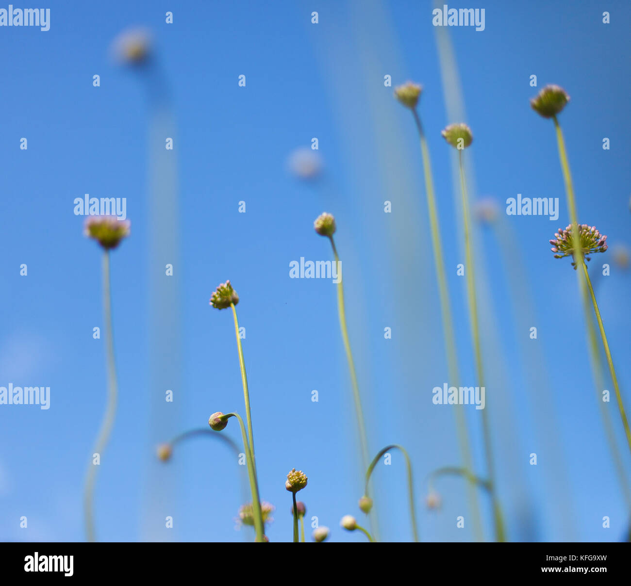 Piccoli fiori bianchi su una tonica sul dolce morbido blu e sfondo rosa all'aperto close-up macro . Foto Stock