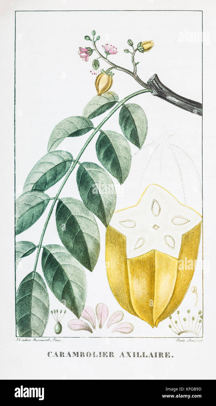 Incisione descourtilz stampa 1833 flore des antilles Foto Stock