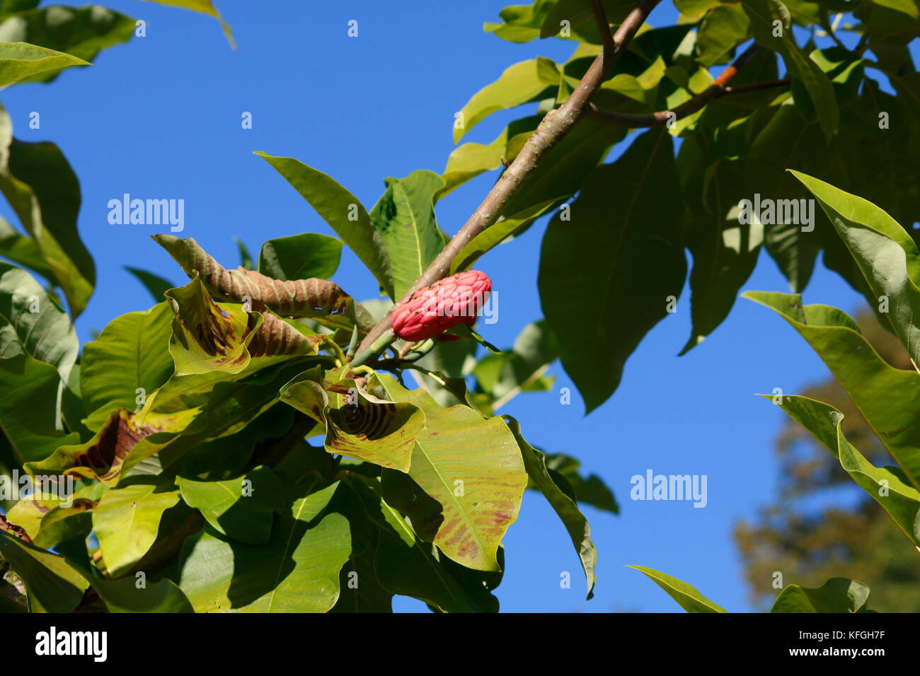 Schirm-Magnolie mit Blüte im Sommer Foto Stock