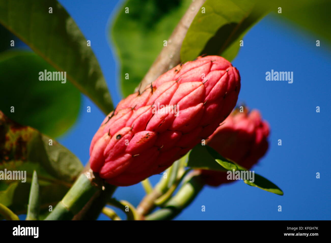 Schirm-Magnolie mit Blüte im Sommer Foto Stock