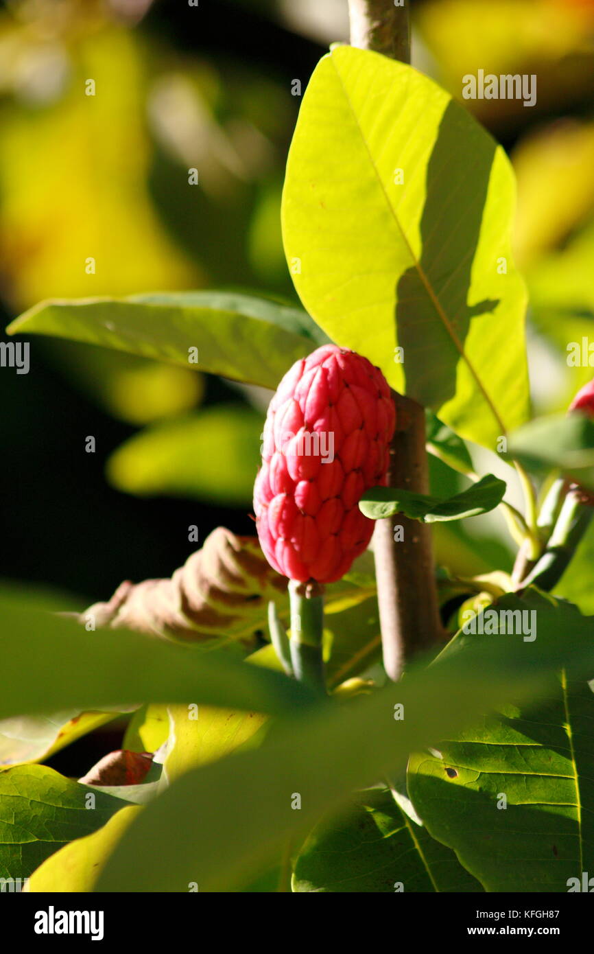 Schirm-Magnolie mit Blüte im Sommer Foto Stock