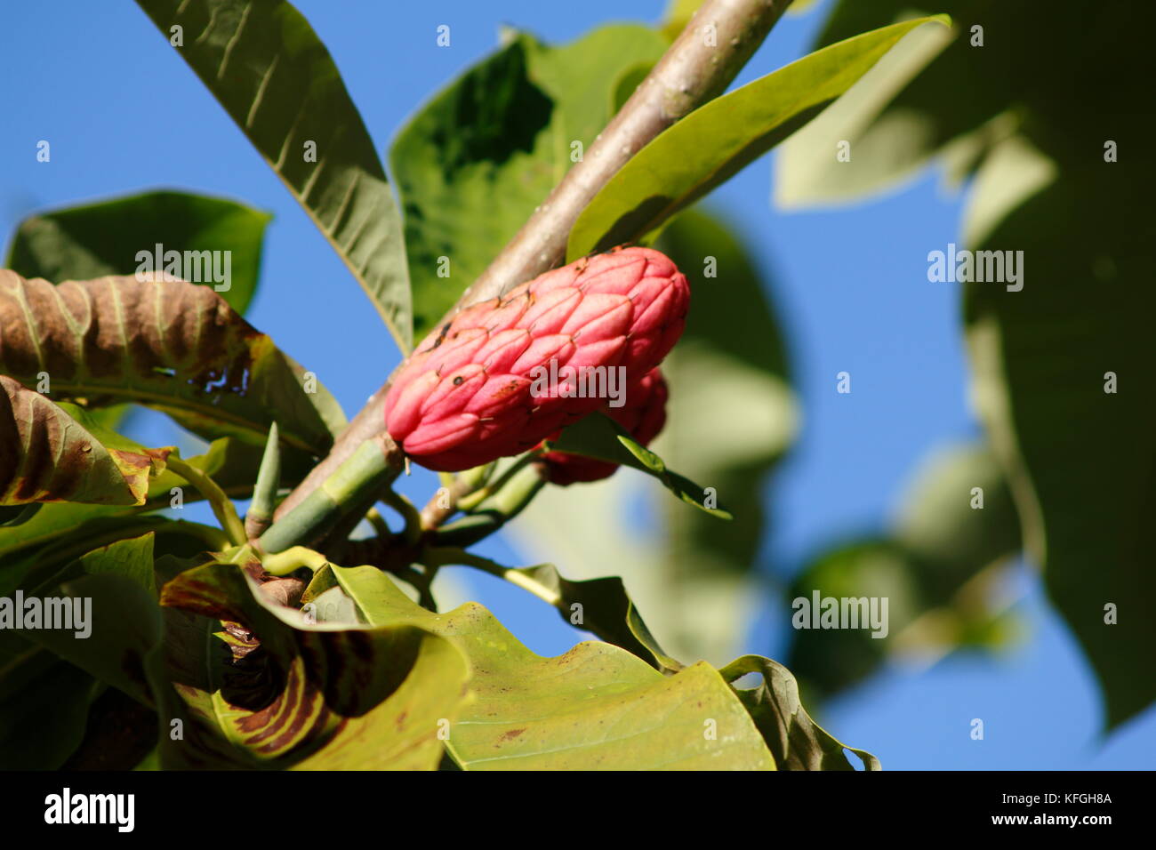 Schirm-Magnolie mit Blüte im Sommer Foto Stock