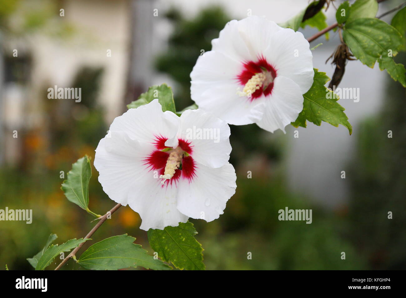 Hibiskus Blüte in weiß Foto Stock