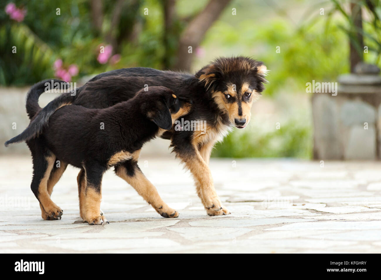 Due cuccioli di riproduzione Foto Stock