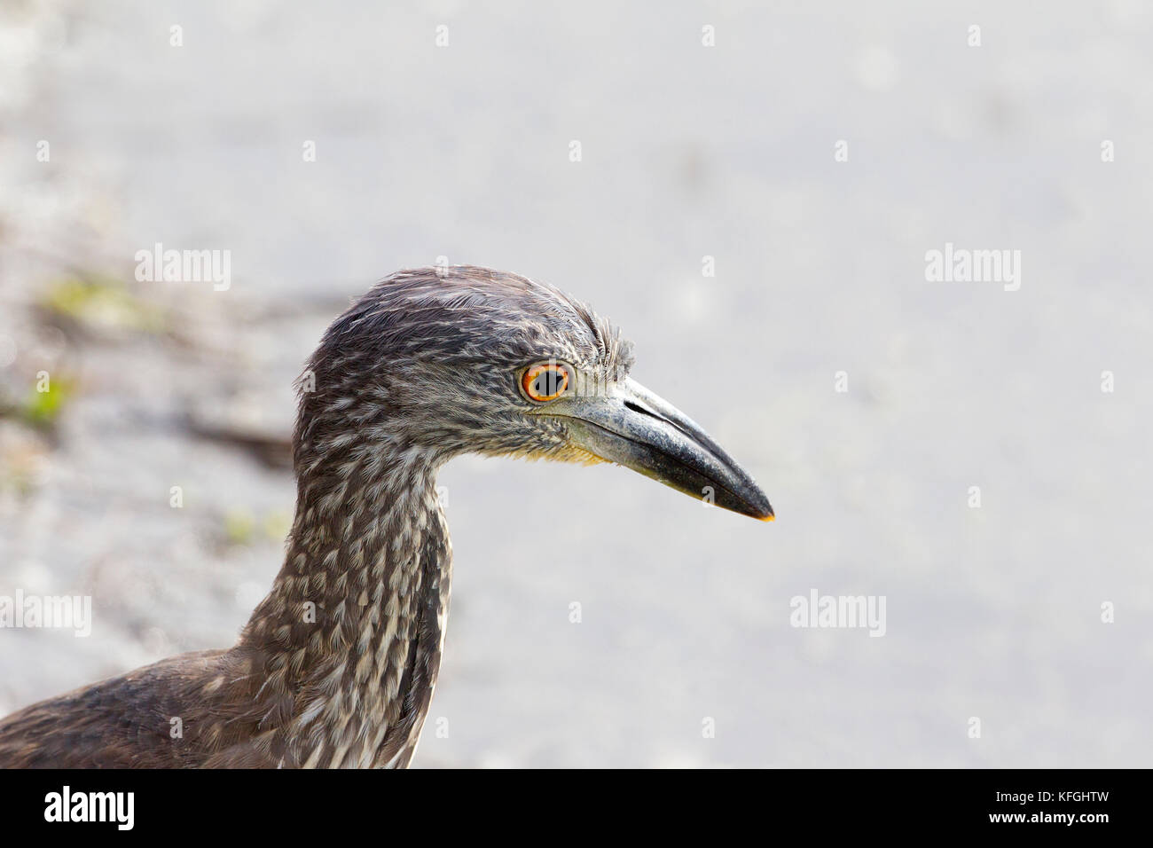 Giallo coronata Nitticora Foto Stock