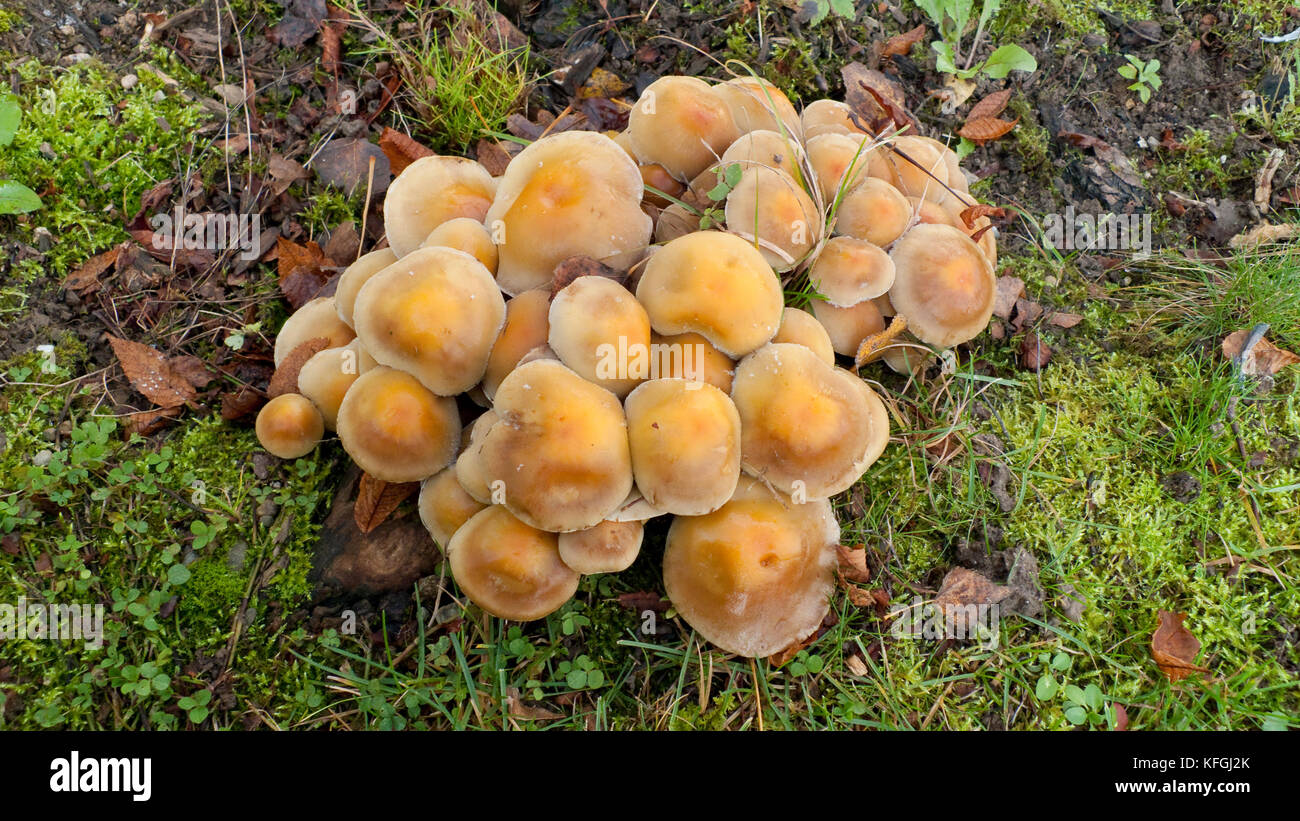 Honiggelber Hallimasch Pilz auf dem Waldboden Foto Stock