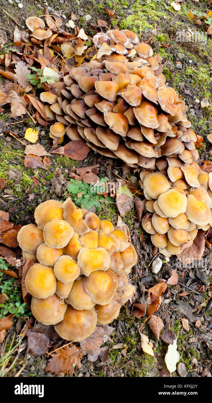 Honiggelber Hallimasch Pilz auf dem Waldboden Foto Stock