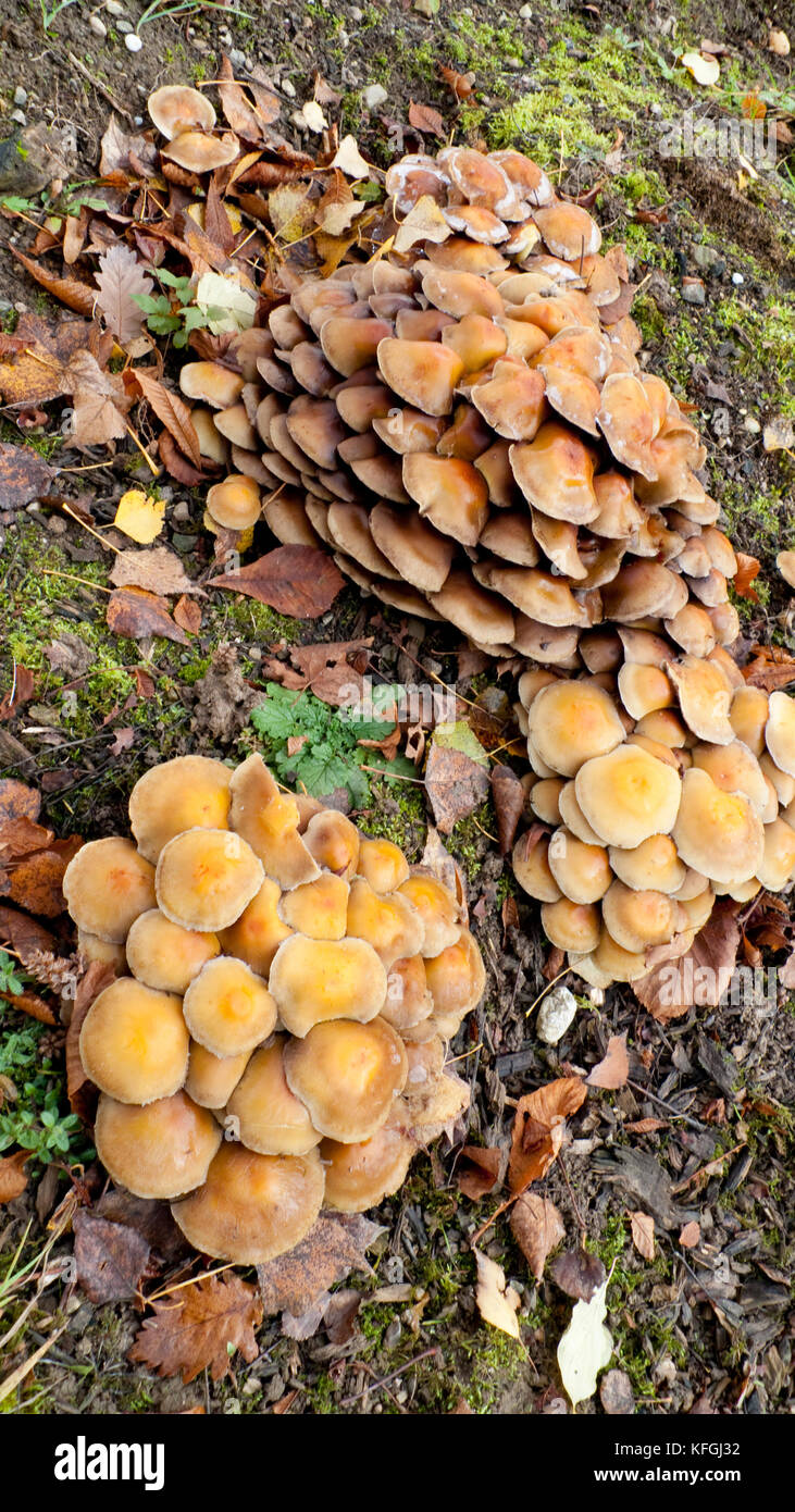 Honiggelber Hallimasch Pilz auf dem Waldboden Foto Stock