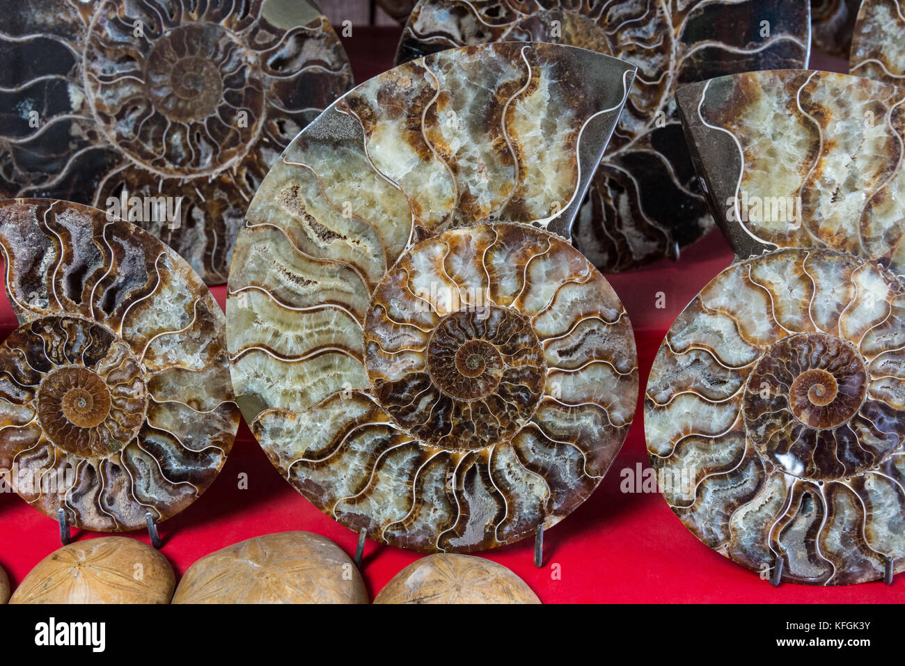 Ammonita lucidato fossili per la vendita al mercato di Antananarivo. Madagascar. Foto Stock