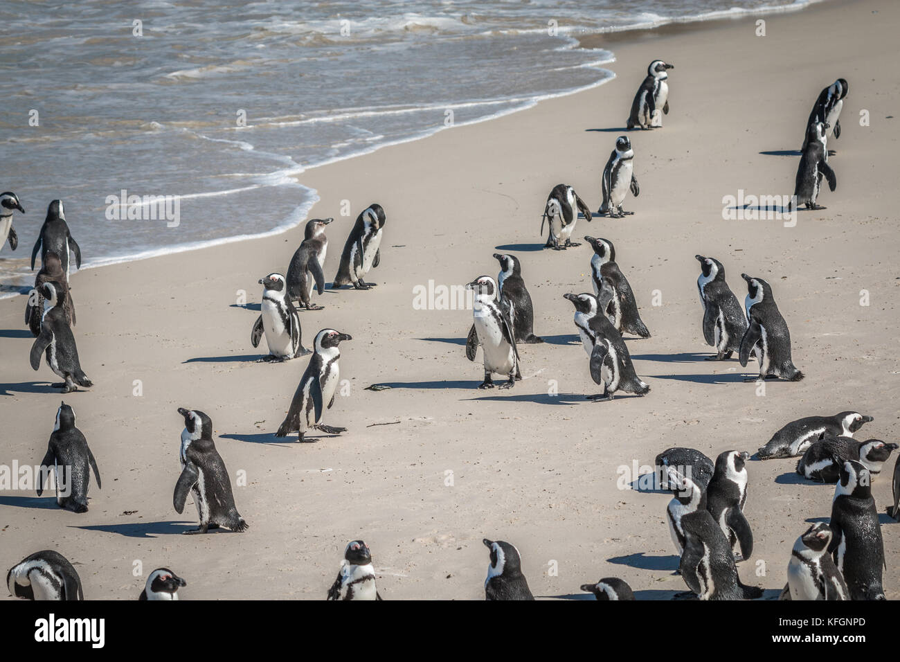 I pinguini in Spiaggia Boulders Città del Capo Sud Africa Foto Stock