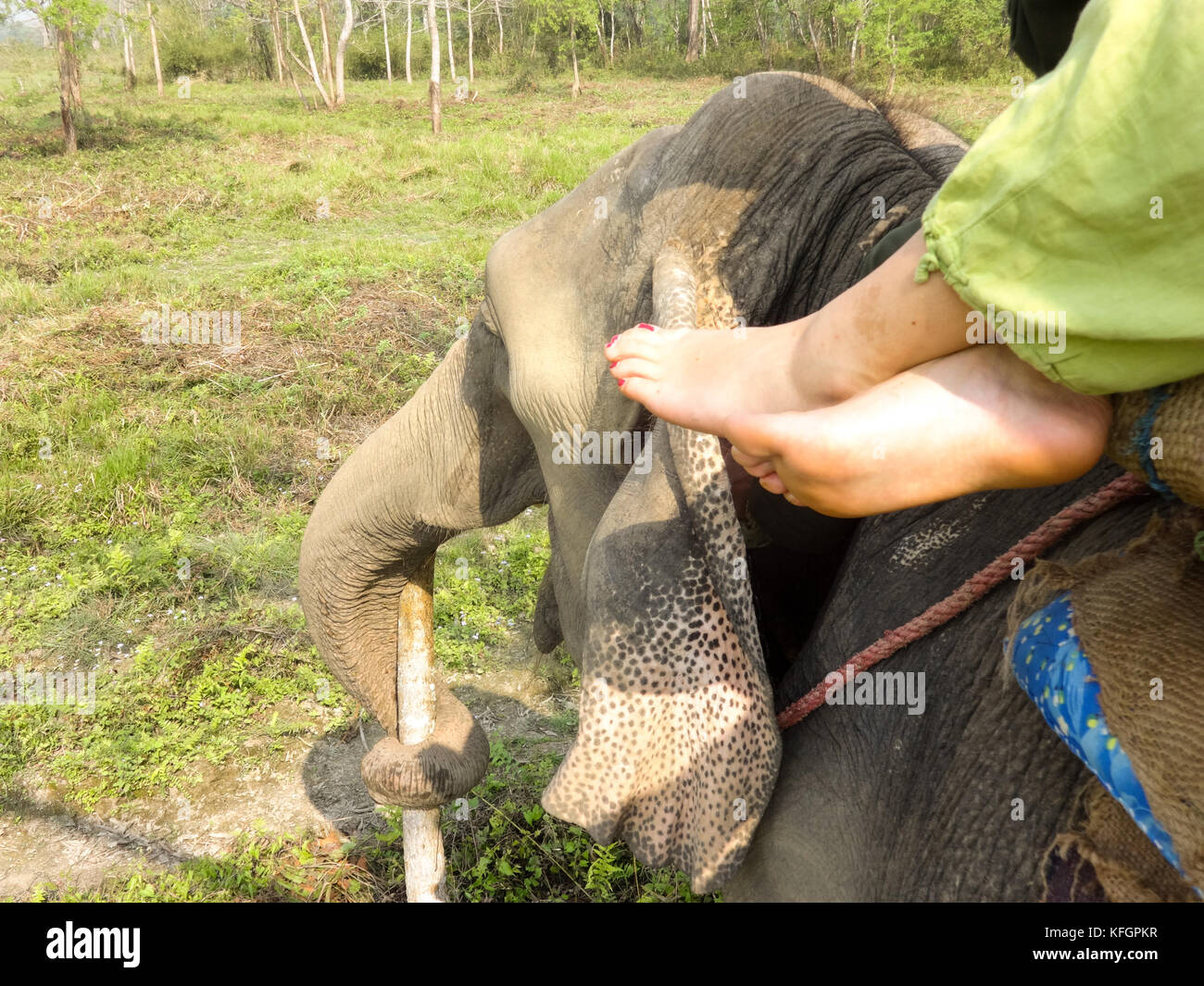 A cavallo di elefanti in Chitwan, Nepal Foto Stock