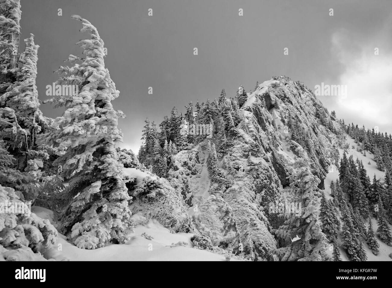 Bianco e nero paesaggio di neve coperto da alberi di pino e picchi di montagna su un nuvoloso giorno di inverno, Carpazi, ROMANIA, Foto Stock
