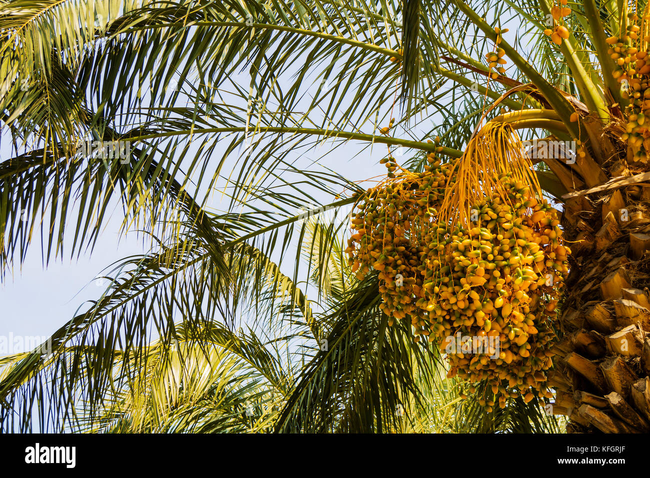 Cluster di ripe date su una data palm. Foto Stock