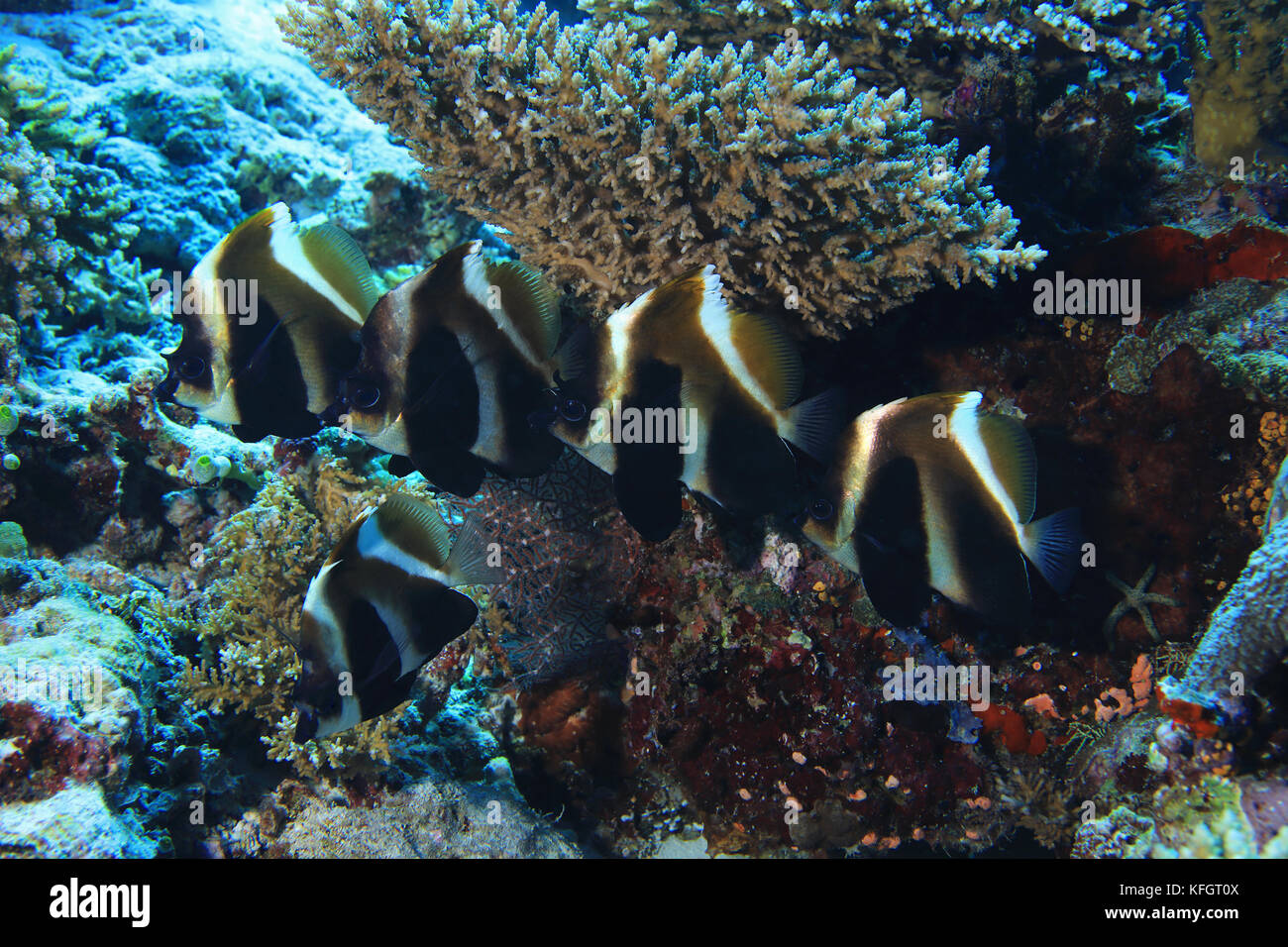 Bannerfish fantasma (heniochus pleurotaenia) sott'acqua in acque tropicali dell'Oceano indiano Foto Stock