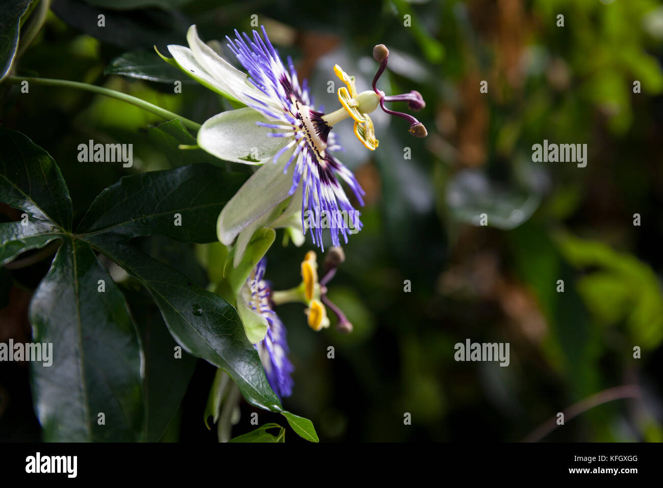 WA14098-00...WASHINGTON - fiore della Passione nativo del Sud America che cresce nelle chiuse Hiram M. Chittenden di Seattle Foto Stock