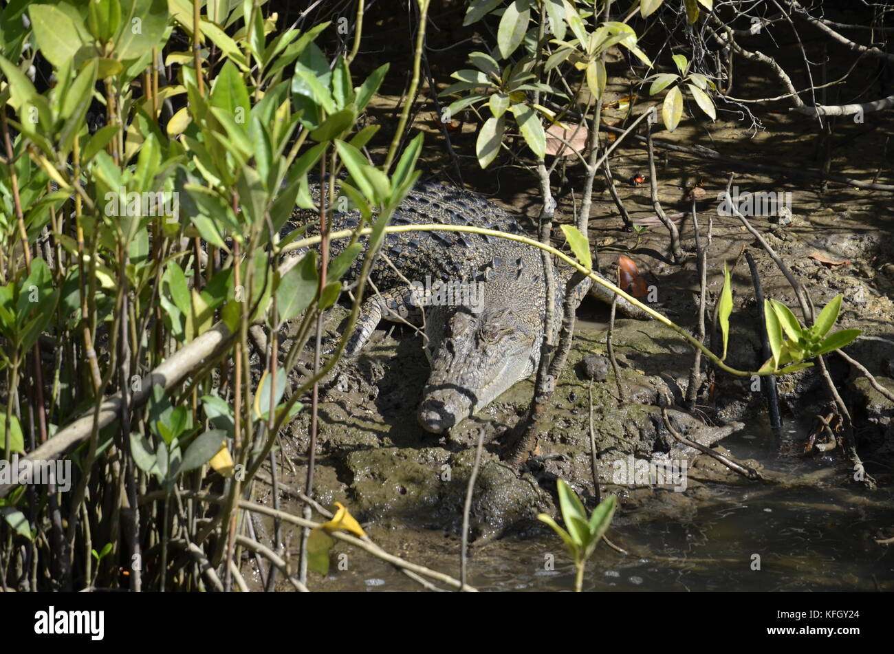 Un selvaggio coccodrillo di acqua salata (Crocodylus porosus) crogiolarsi sulle rive del Fiume Daintree nel Nord Queensland, Australia Foto Stock