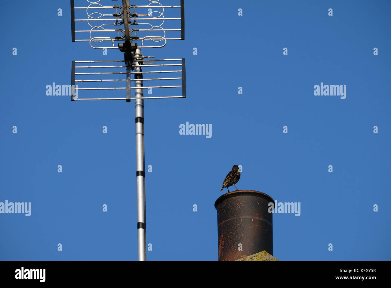 Uccello sulla parte superiore di un comignolo accanto a una televisione Ariel Foto Stock