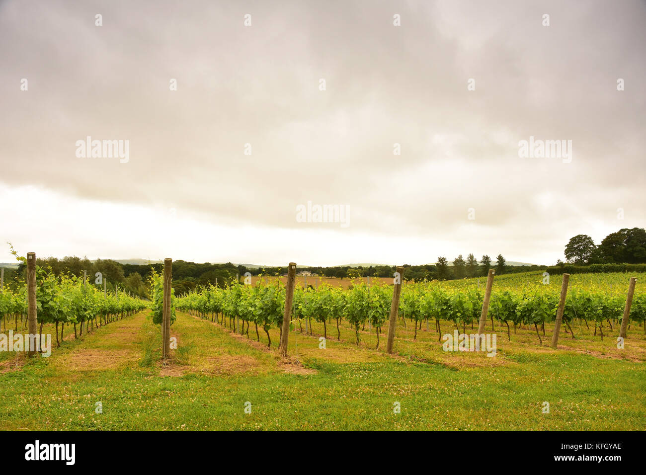 Vigneto in Sussex, Inghilterra Foto Stock