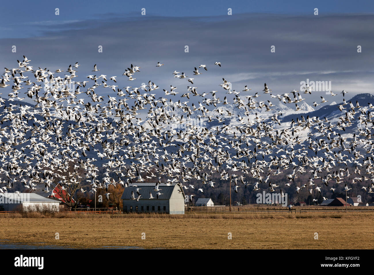 WA14236-00...WASHINGTON - oche da neve in volo sulla Skaget Valley. Foto Stock