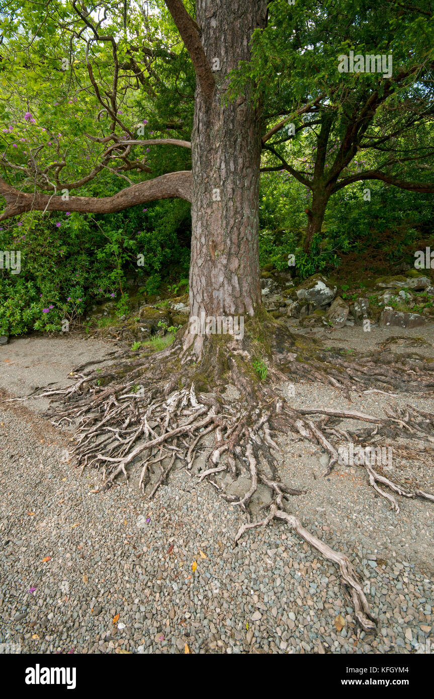 Pino con grandi radici nel Parco Nazionale di Killarney, nella contea di Kerry, Irlanda Foto Stock