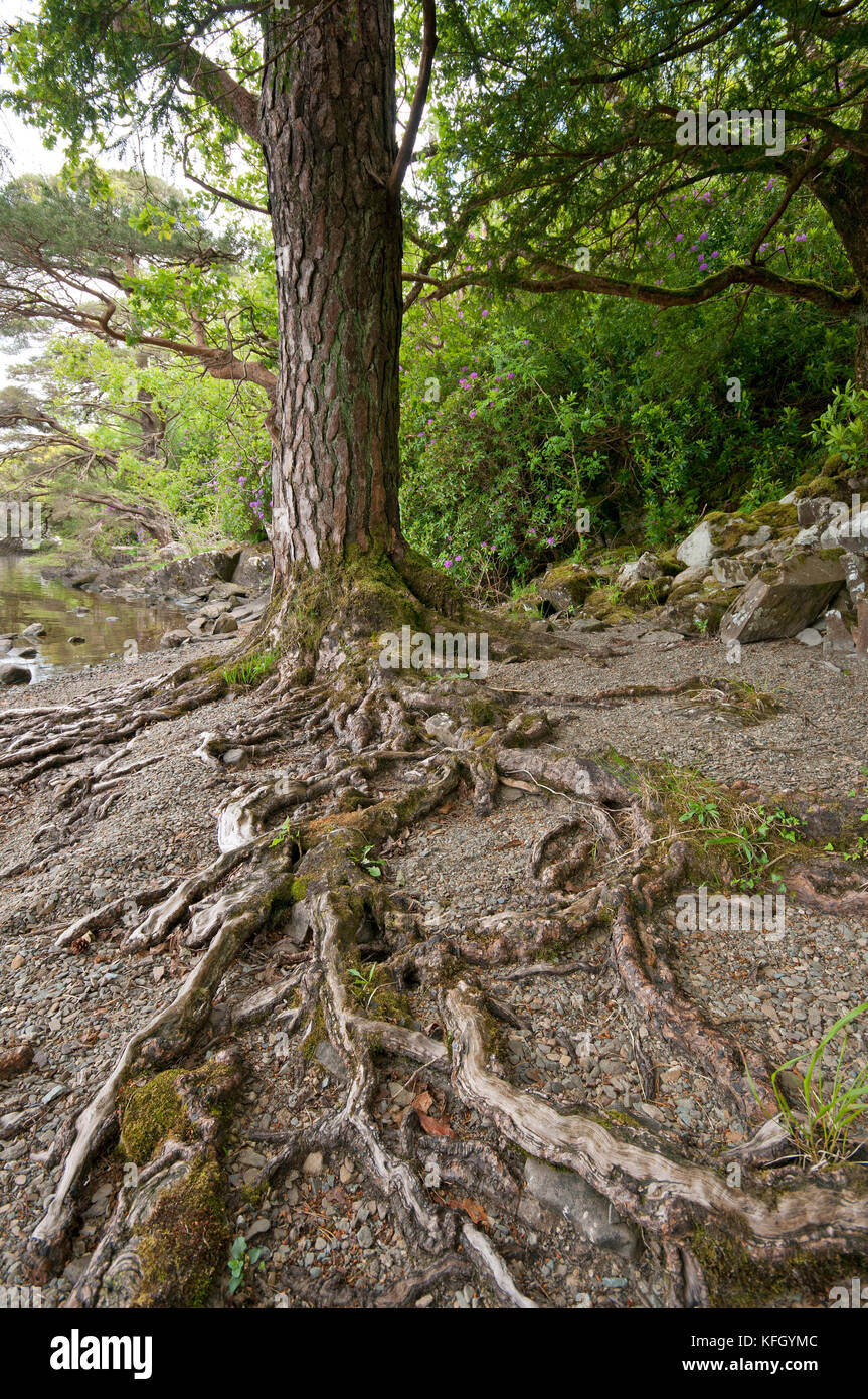 Pino con grandi radici nel Parco Nazionale di Killarney, nella contea di Kerry, Irlanda Foto Stock