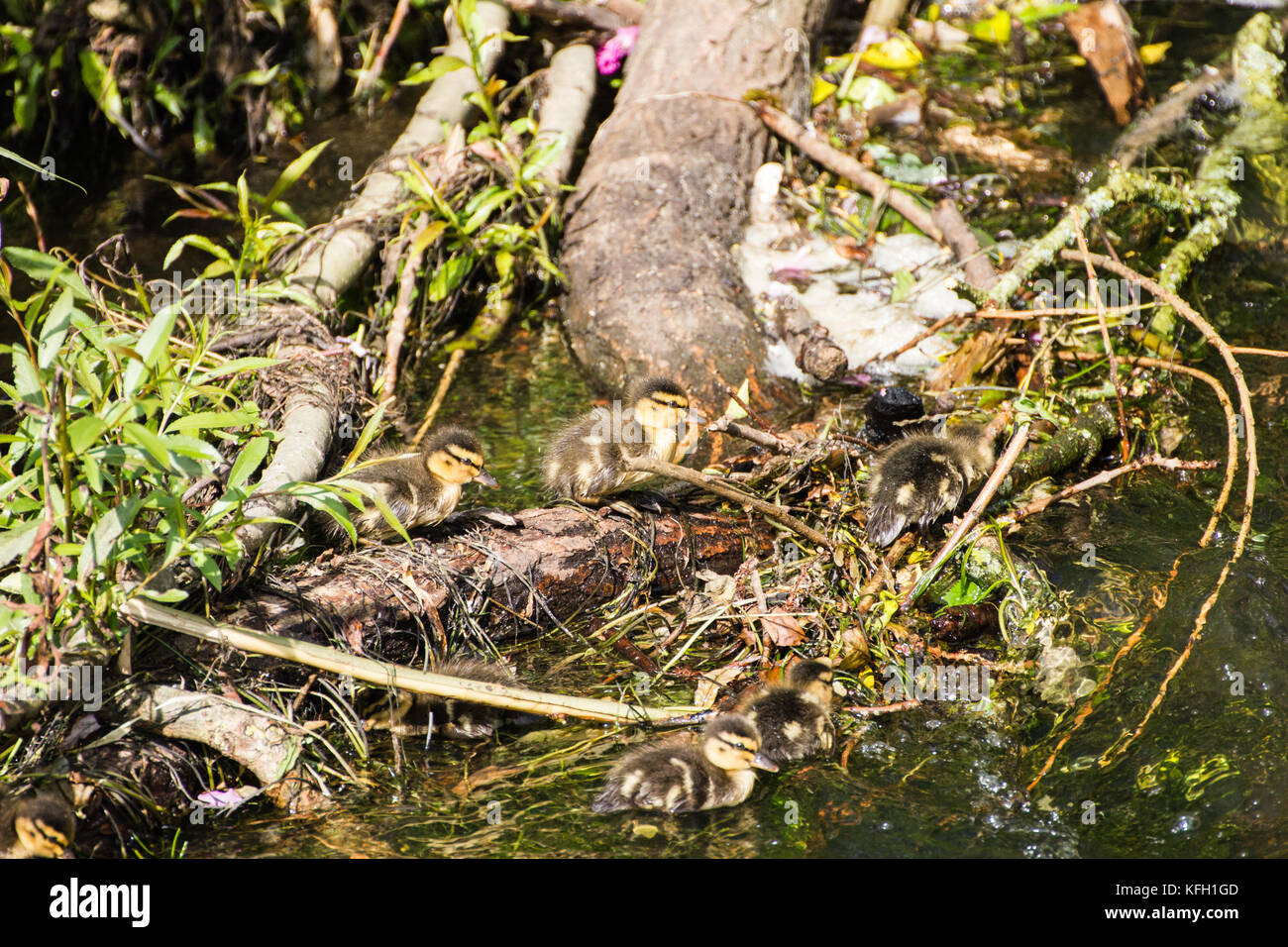 Avventurosa mallard anatroccoli sulla loro avventura a monte clambering su rami di alberi che si trovano nel loro modo. queste piccole anatre erano visti voce a monte. Foto Stock