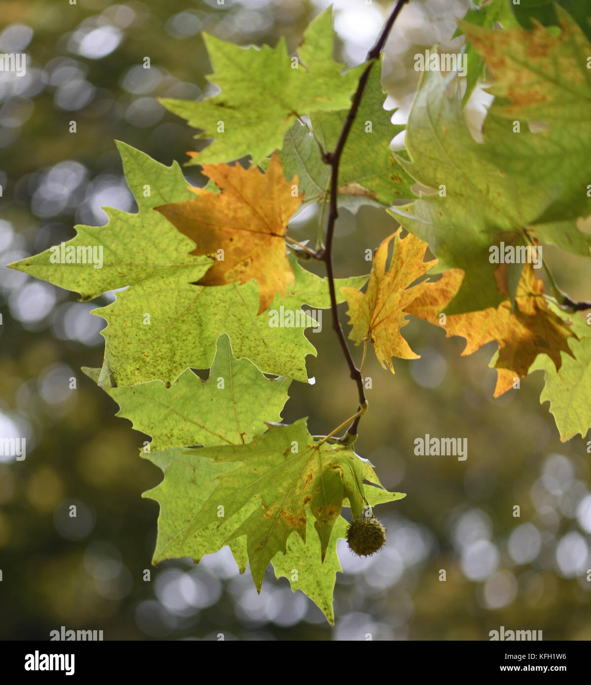 Foglie di autunno e una frutta di un albero piano (Platanus croce). Winchester, Hampshire, Regno Unito. Foto Stock