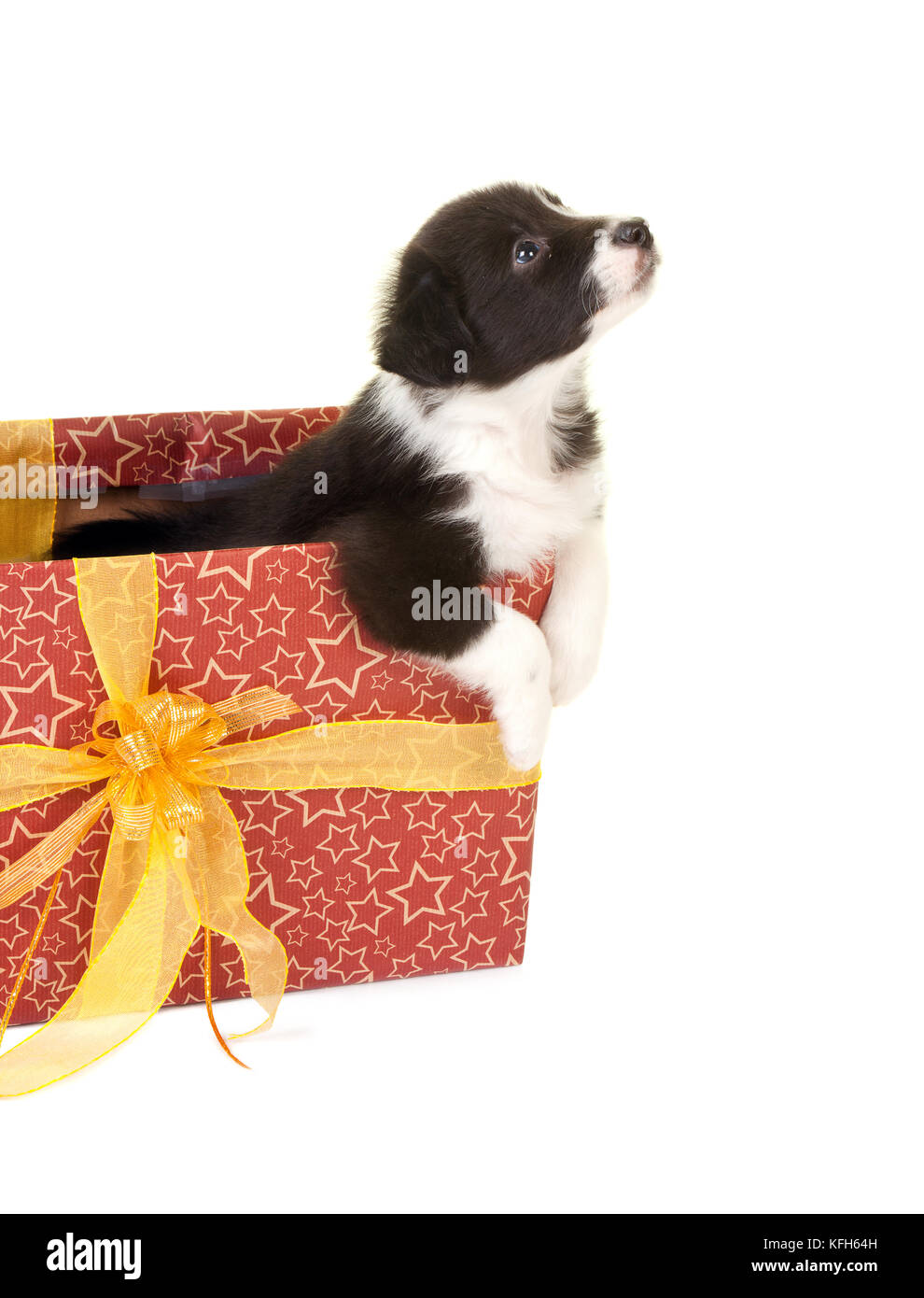 Poco Border Collie cucciolo di accattonaggio per arrivare al di fuori di un regalo  di natale Foto stock - Alamy